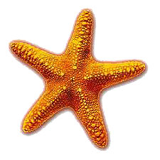 Project Starfish Logo: An Orange starfish on White Background